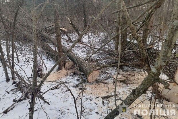 49-річний волинянин зрізав дерева у національному природному парку