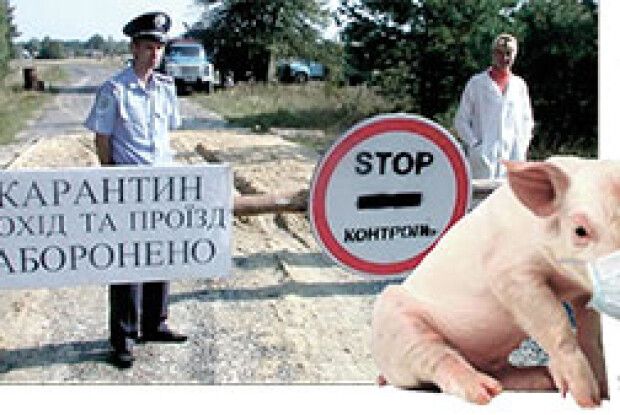 АФРИКАНСЬКА ЧУМА  ЗНОВУ АТАКУЄ ПОЛІССЯ