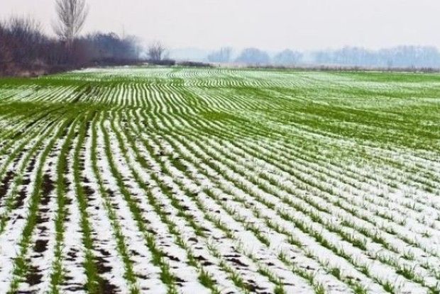Рівненські аграрії посіяли озимини на 7 тисяч гектарів більше, ніж торік