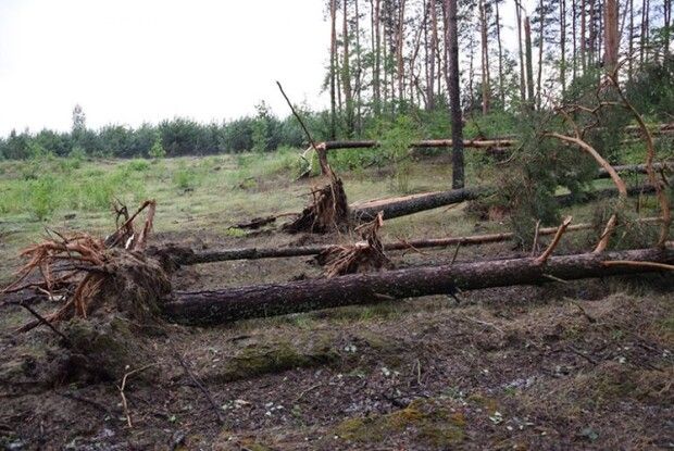 Від буревію постраждали і ліс, і людські городи