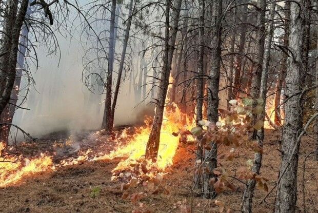 На Волині двоє молодиків підпалили ліс і побили лісничого