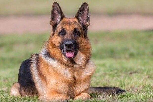 На Горохівщині роми вкрали у сім'ї породисту собаку 