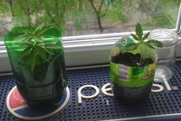 У лучанина поліція вилучила галюциногенні гриби (Фото) 