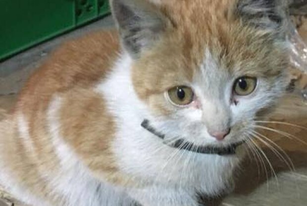 «Рижик-автомеханік» голосно пукнув – і виграв конкурс від Рівненського зоопарку