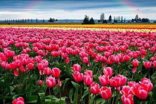 Скільки вартуватиме вхід на тюльпанове поле і як туди добратися