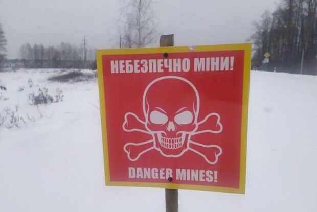 Жителів Полісся просять шукати ялинки де завгодно, тільки не в лісі