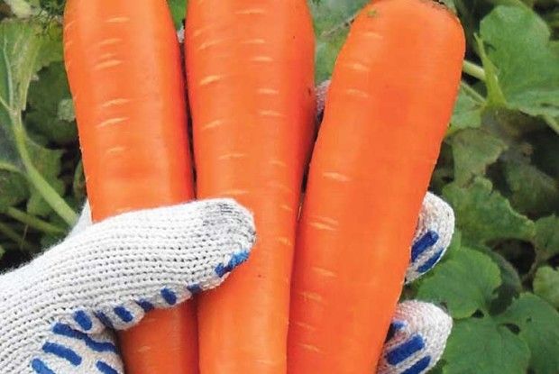 Коли копати моркву?