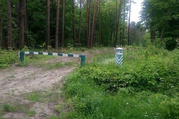 Як орієнтуватися в лісі по біло-зелених стовпчиках: лайфак (Відео)