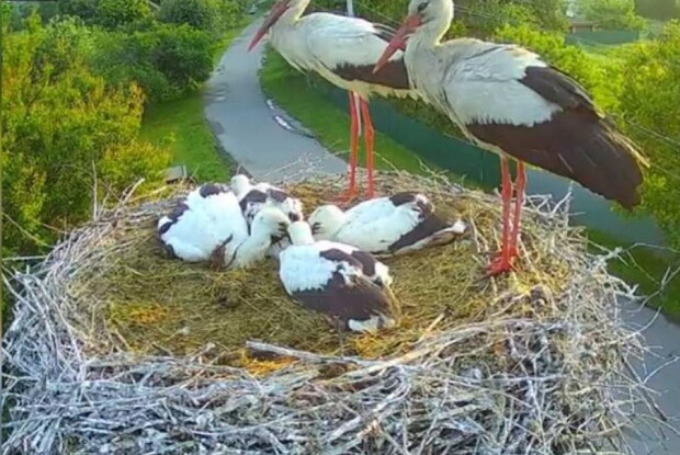 Чому лелеки Грицик та Одарка полетіли в Африку окремо й без дітей?