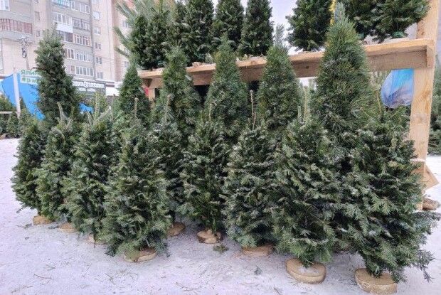 Свята наближаються: яка ціна ялинок на ринках Луцька