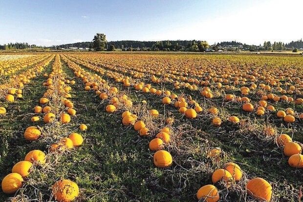 Завтра на Волині очікується сильний вітер 