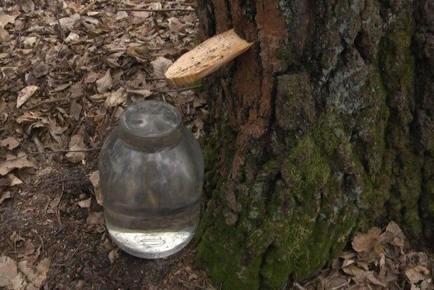 На Волині йде заготівля березового соку (Відео)