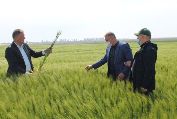 Озимина поблизу Луцька дає надію на гарний урожай (Фото)