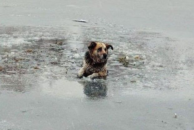 На Житомирщині школяр врятував собаку, який провалилився під кригу (відео)