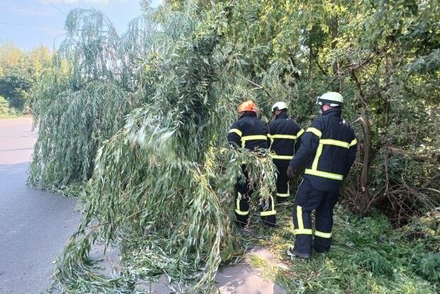 У Луцьку дерево перекрило проїжджу частину: працювали рятувальники