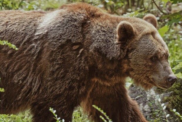 На Волині знов помітили сліди ведмедя