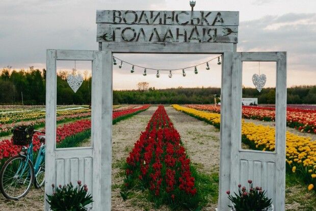 Фішка Волині: на 5 га поля – мільйони тюльпанів
