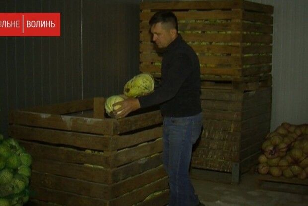 Волинський фермер викинув десятки тонн овочів, які зіпсувалися за час карантину (Відео)