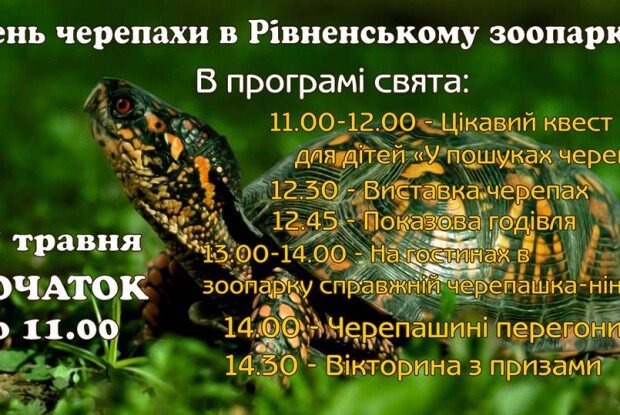 Цієї неділі в Рівному відбудуться черепашині перегони