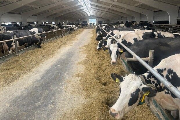 Весняна імунізація та закритий режим для тварин: Волинь – під пильним оком ветеринарів