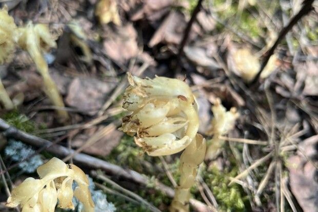 На Волині виявили унікальну рослину, яка не має листя