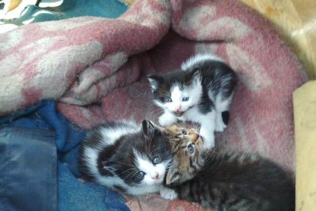 У Луцьку троє кошенят чекають на Великоднє диво