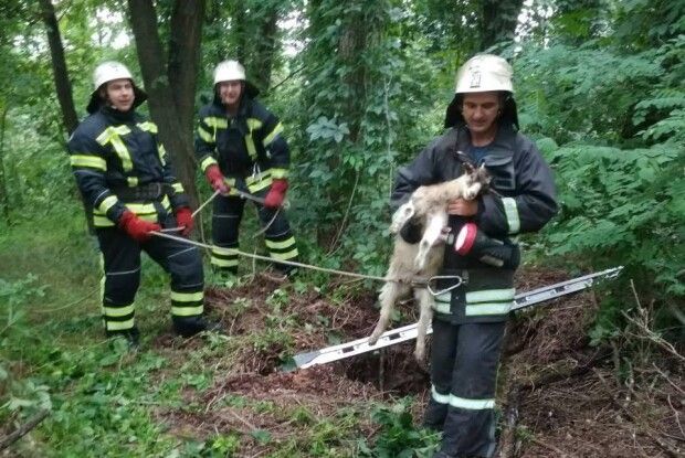 В Івангороді бійці ДСНС рятували козеня, яке застрибнуло у колодязь