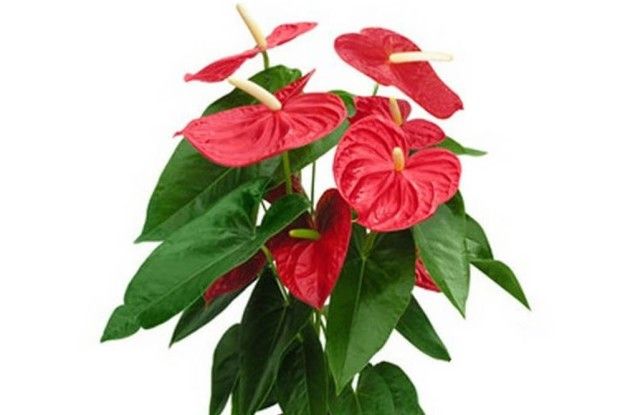 «Качан із листком-покривалом»