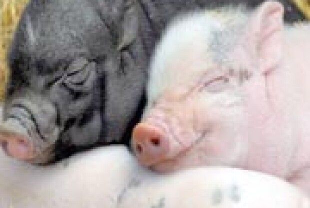 «ВОЛИНЬ-НОВА» ДАРУЄ ПОРОСЯТ!