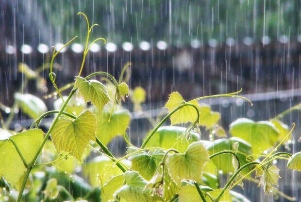 Чи надовго цей дощ на Волині?