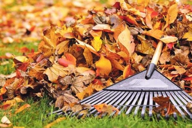 10 найважливіших робіт у саду восени