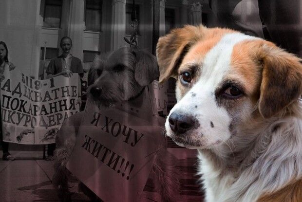 Бурштинокопачі з Полісся показали, як знущаються з собаки: поліція знайшла зоосадиста (Фото)