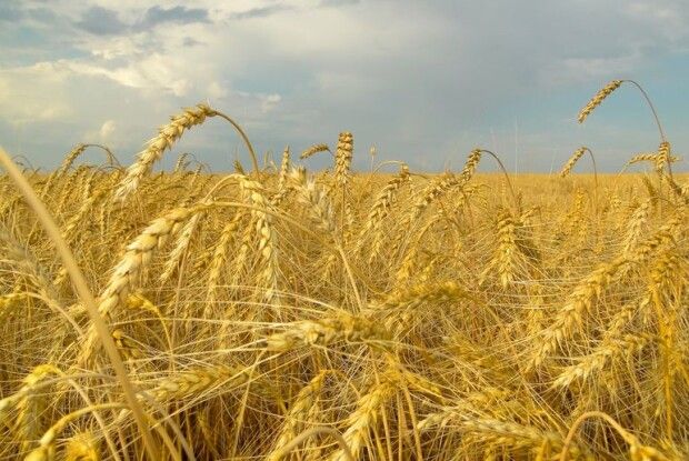 За вихідні 7 пожеж: на Горохівщині горіло авто, а в інших районах – поля 