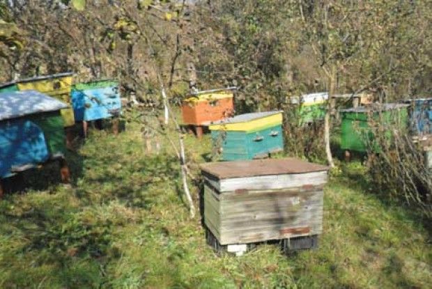У ці дні пасіку «програмують» на ціле літо