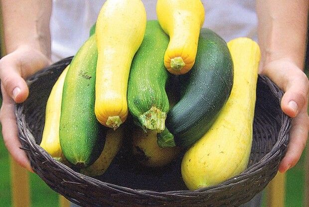 Довгий родич гарбуза  й огіркові брат