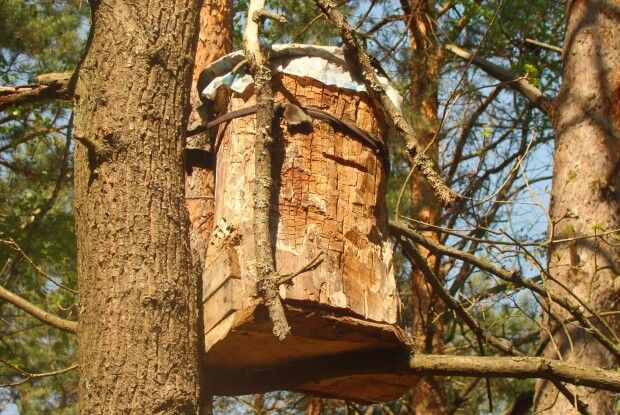 На Волині показали унікальні лісові вулики (Фото)