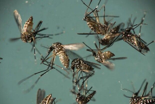 Білл Гейтс вкладає гроші у… комарів­-убивць