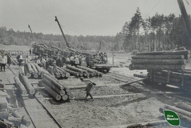 Показали ретро-світлини, як у повоєння заготовляли ліс на Поліссі (Фото)