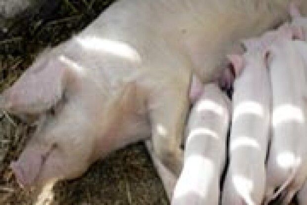 ДО СВИНЕЙ ТРЕБА СТАВИТИСЬ ПО-ЛЮДСЬКИ 