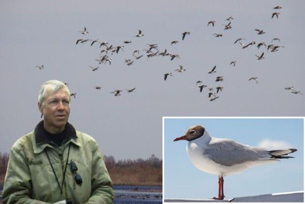 По дорозі з Африки до Європи 2000 птахів переночували на Поліссі