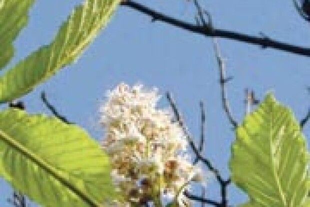 КАШТАНИ ЗАЦВІЛИ ВОСЕНИ