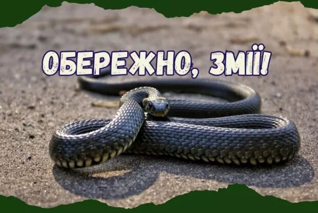 На Волині 31-річну жінку вкусила невідома змія