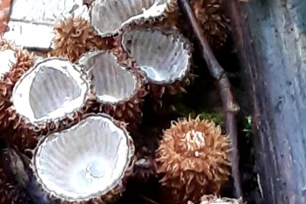 У Цуманській пущі келишки смугасті вже стріляють своїми «яйцями»