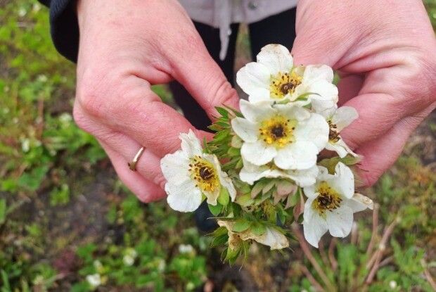 Травневі заморозки до -5°C знищили врожай полуниці на Волині (Відео)