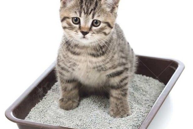 Привчаємо кошеня до лотка