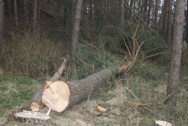 Ексголова Шацького нацпарку сприяв незаконним рубкам