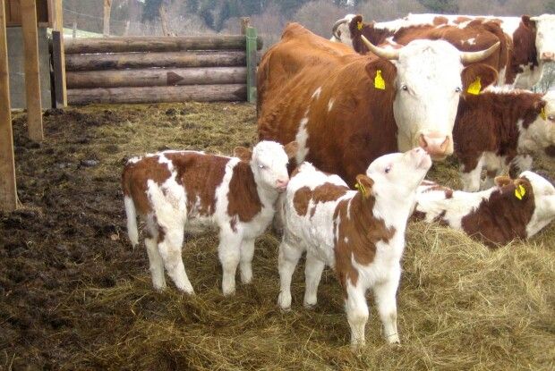 Хто з волинян може отримати по 2000 гривень