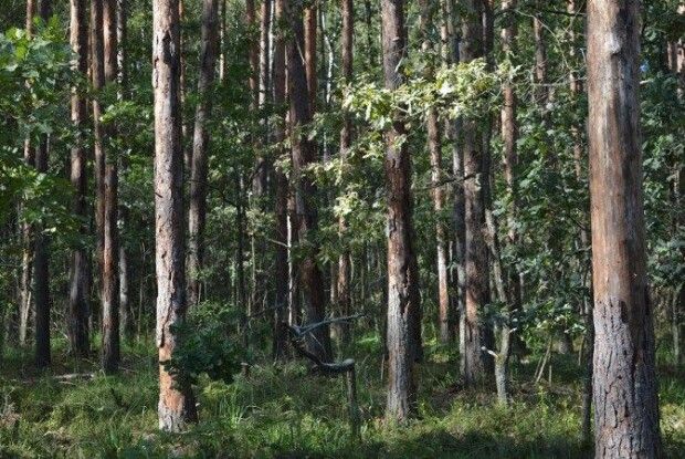 Соснові бори уже всихають менше