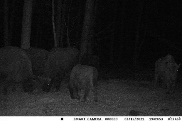 Камери у волинському лісі зафіксували сімейку зубрів (Фото, Відео)