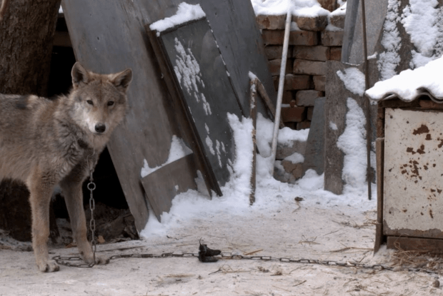 Українці прихистили цуценя, а воно виявилося вовком (Відео)